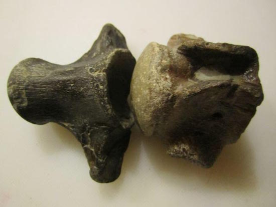 Image for Dinosaur Bones