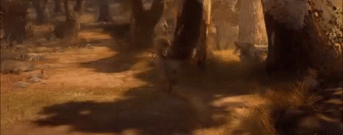 Burro GIFs