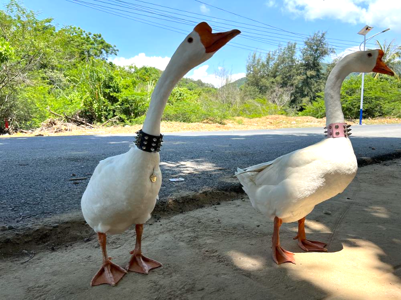 Image for Swan song