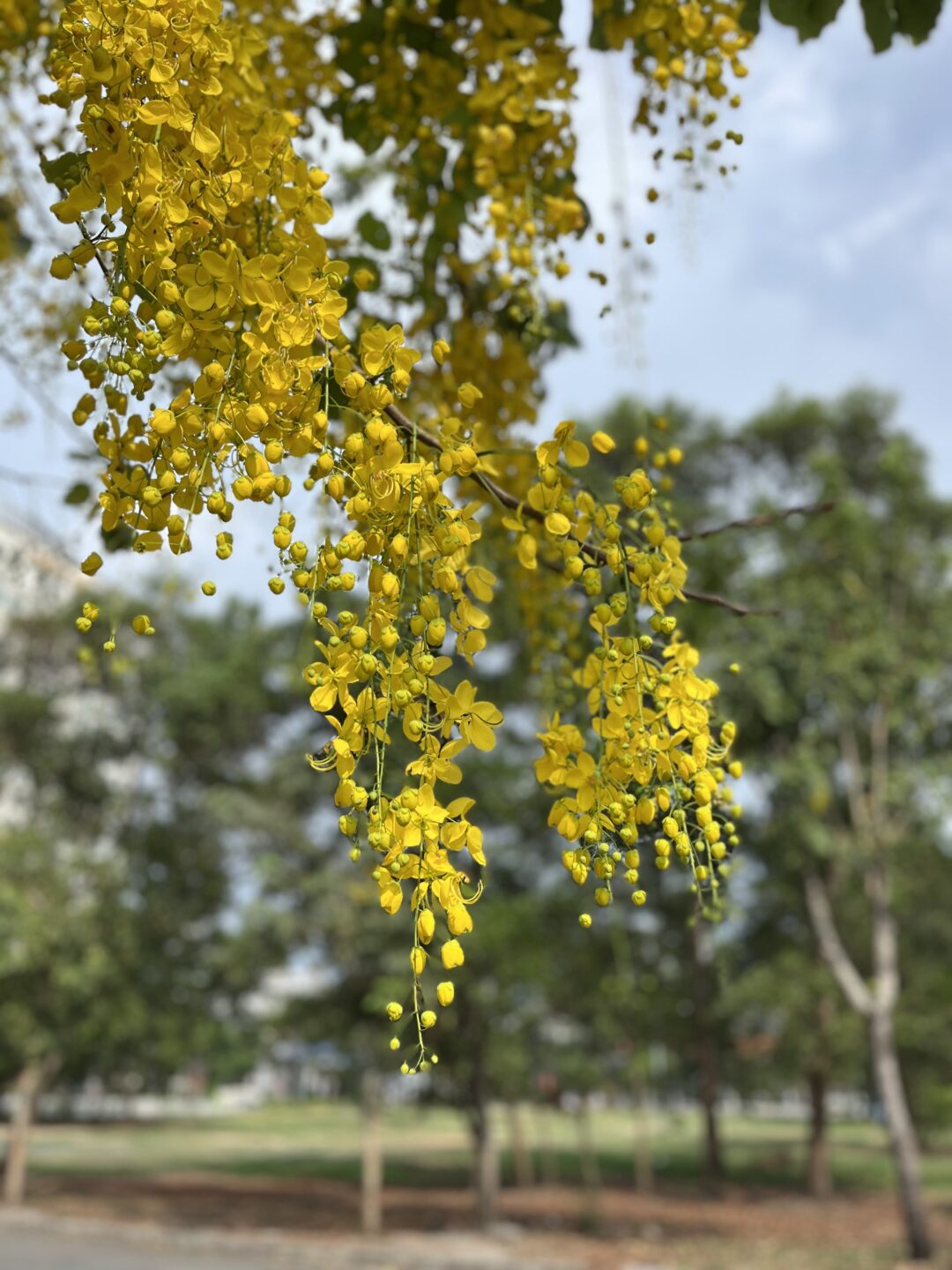 Image for Amaltas Yellow
