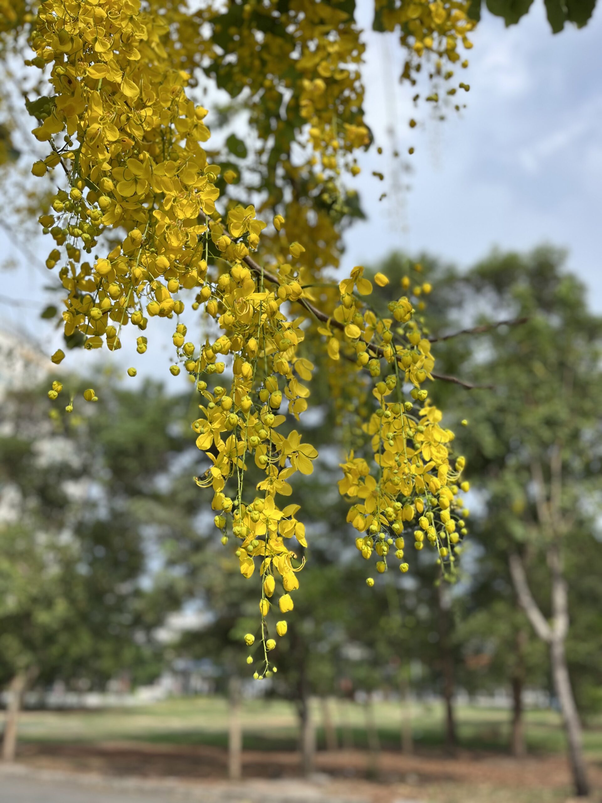 Image for Amaltas Yellow