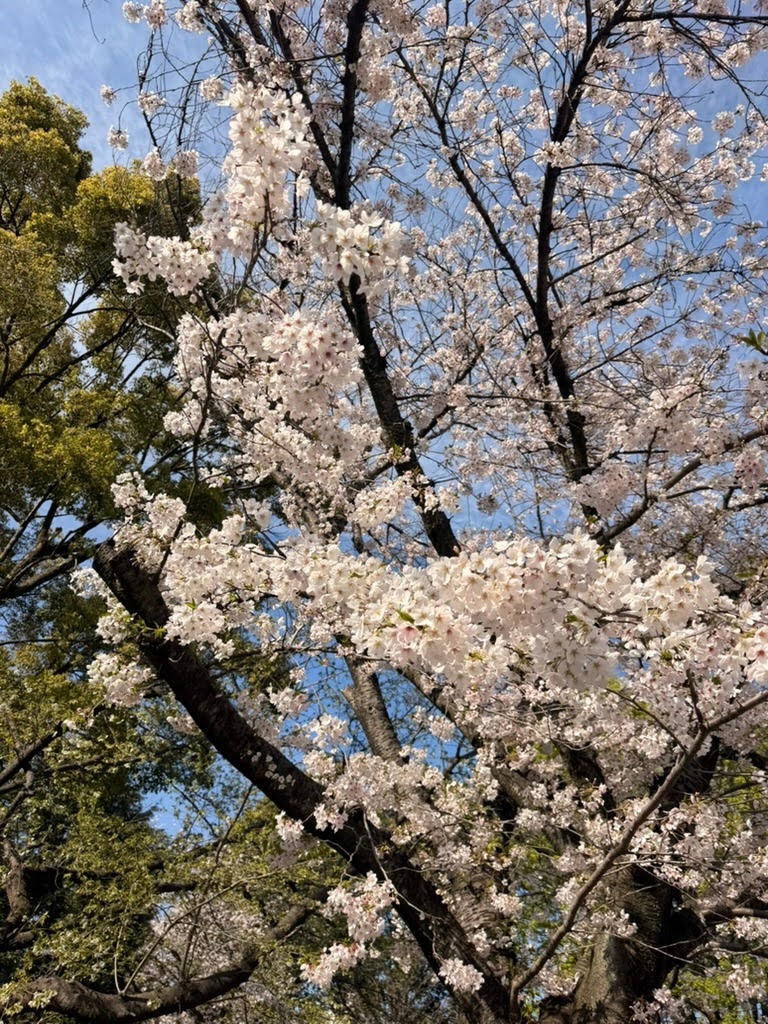 Image for Blossom Pink