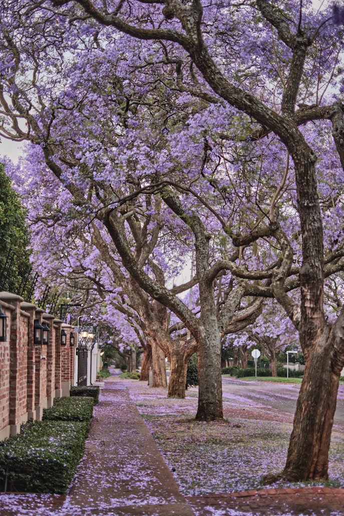 Image for Jacaranda Purple